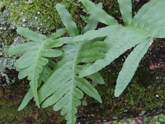 Polypodium cambricum