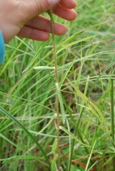 Achillea alpina