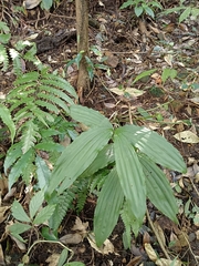 Cephalantheropsis obcordata