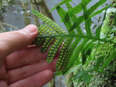 Polypodium cambricum