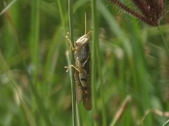 Stenocatantops angustifrons