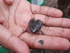 Hypopachus variolosus