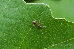 Dolichoderus plagiatus