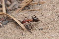 Formica integra