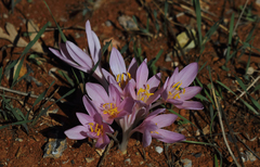 Colchicum polyphyllum