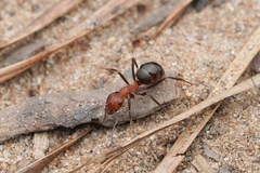 Formica integra