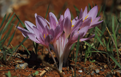 Colchicum polyphyllum