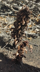 Orobanche cernua