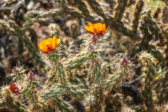 Cylindropuntia acanthocarpa