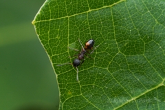 Dolichoderus plagiatus