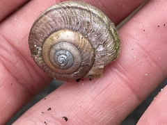 Helminthoglypta nickliniana