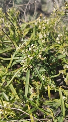 Heliotropium messerschmidioides