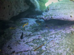 Plectroglyphidodon gascoynei