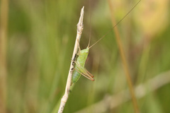 Conocephalus longipes