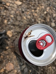 Pristaulacus occidentalis