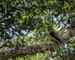 Neophema chrysostoma