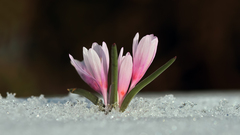 Colchicum serpentinum