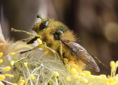 Criorhina nigripes