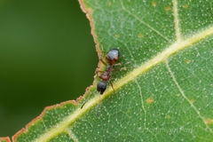 Dolichoderus plagiatus