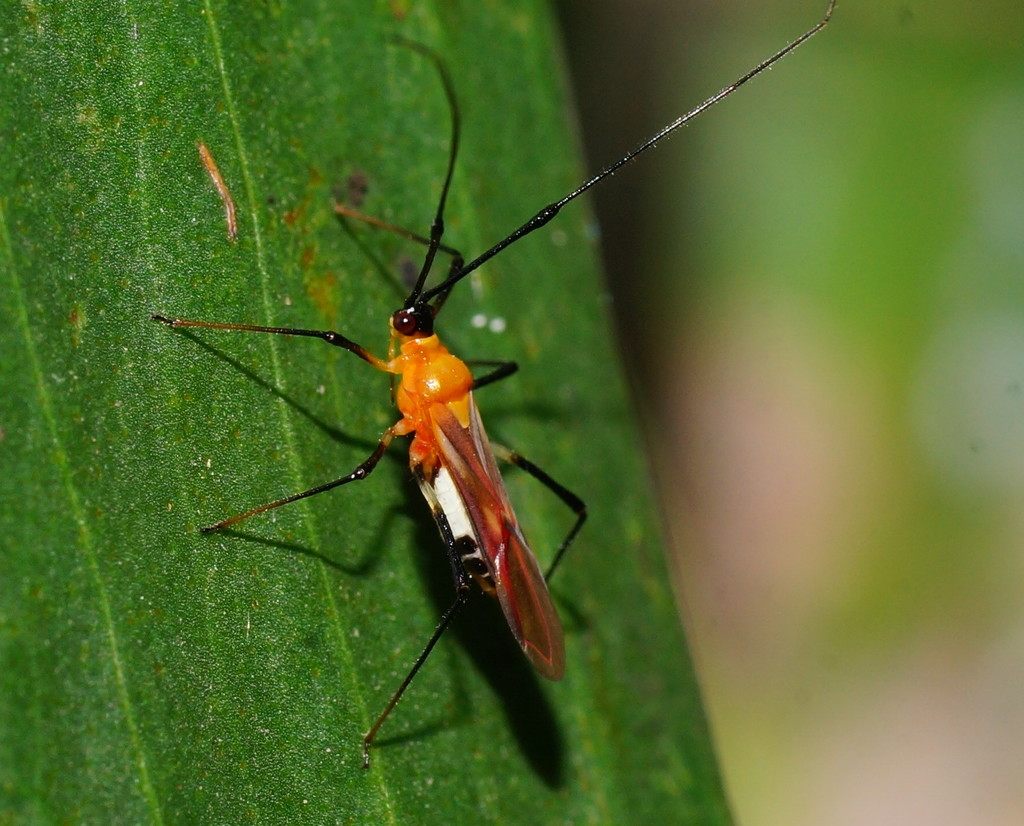 Ragwelellus