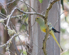 Neophema chrysostoma