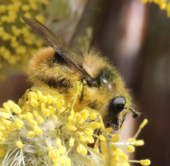 Criorhina nigripes