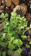 Drusa glandulosa