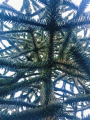 Araucaria araucana
