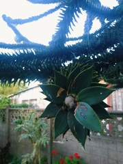 Araucaria araucana