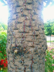 Araucaria araucana
