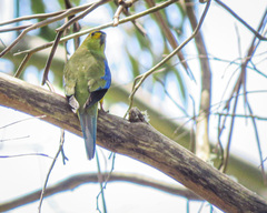 Neophema chrysostoma