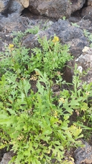 Sisymbrium erysimoides