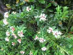 Pimelea longifolia