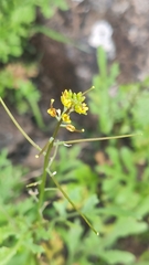 Sisymbrium erysimoides