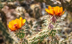 Cylindropuntia acanthocarpa
