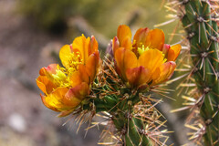 Cylindropuntia acanthocarpa