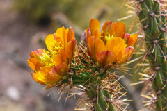 Cylindropuntia acanthocarpa