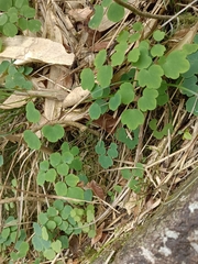 Thalictrum urbainii