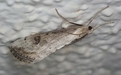 Evergestis isatidalis