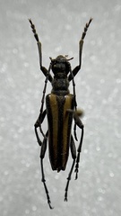 Stenocorus vittiger
