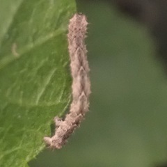 Larentia malvata