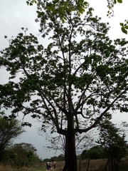 Pseudobombax millei