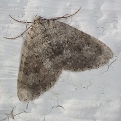 Colostygia multistrigaria