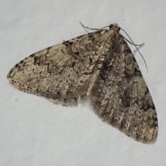 Nebula ibericata