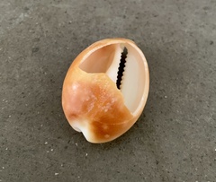 Lyncina vitellus