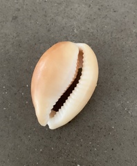 Lyncina vitellus
