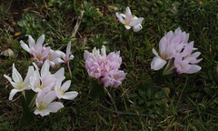 Colchicum szovitsii szovitsii