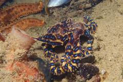 Hapalochlaena maculosa