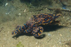 Hapalochlaena maculosa