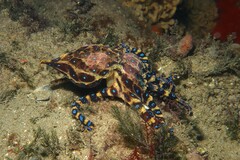 Hapalochlaena maculosa